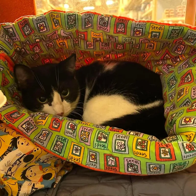 A baby medium-sized female Black & White / Tuxedo Tuxedo cat named Sunnie for adoption in Warr Acres, OK