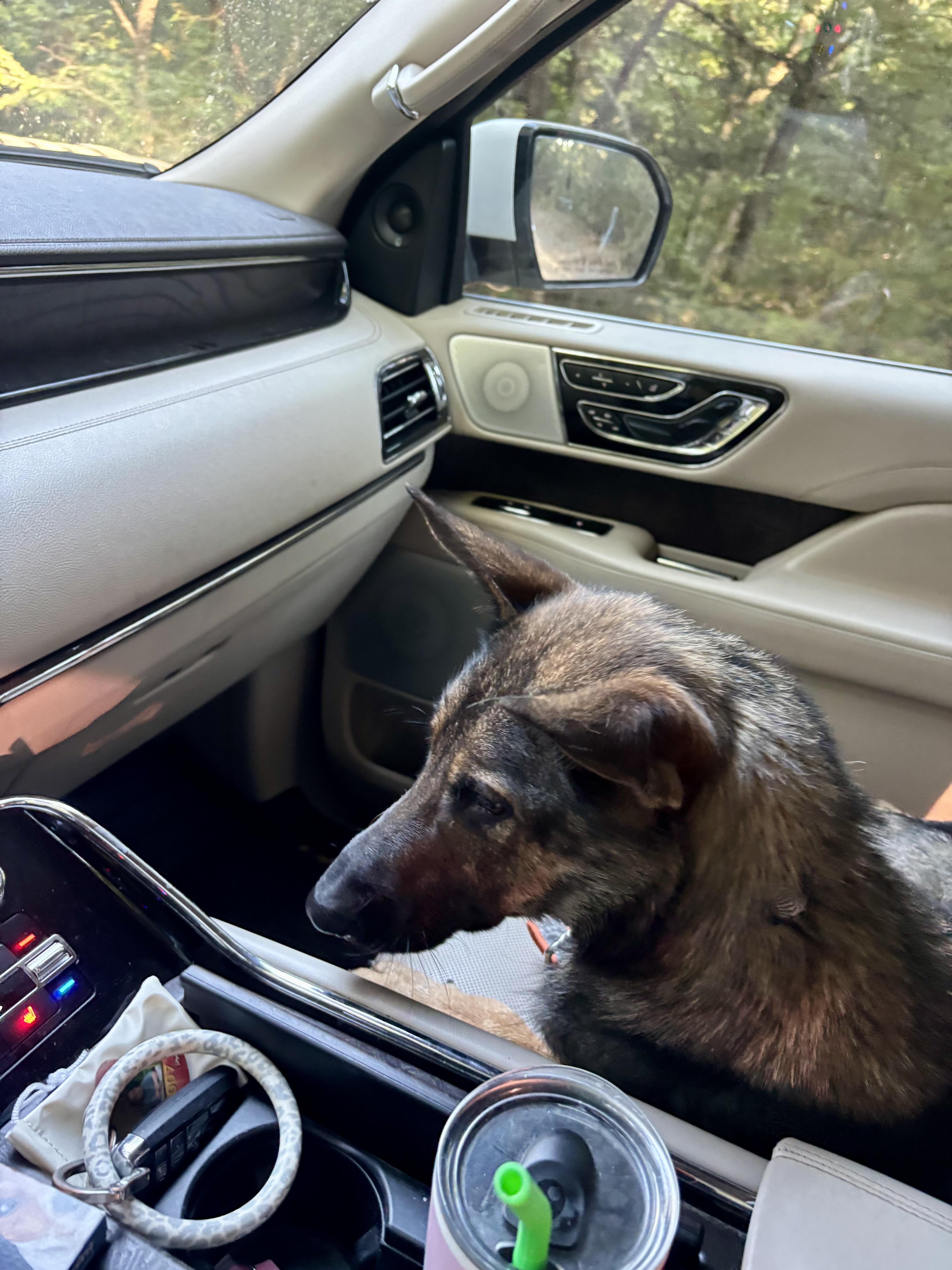 An adult medium-sized female Belgian Shepherd / Malinois dog named Molly for adoption in Welling, OK