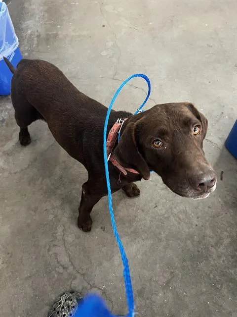 An adult large-sized male Labrador Retriever dog named Max for adoption in Dallas, TX