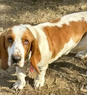 A young medium-sized male Basset Hound dog named Carter for adoption in Mays Landing, NJ