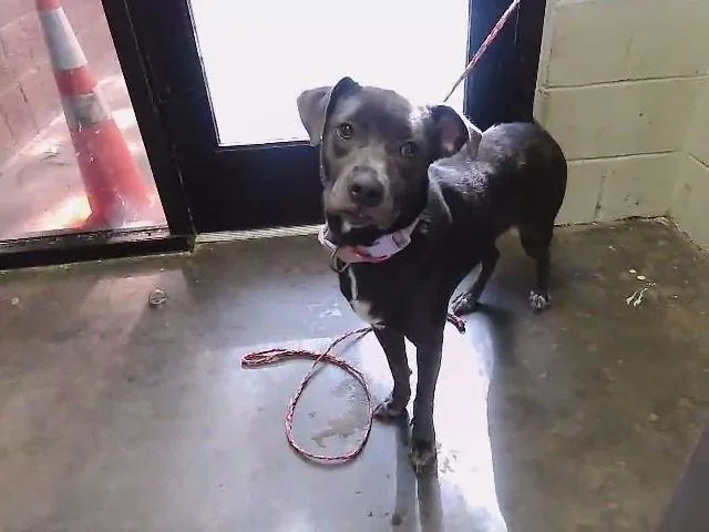 A young medium-sized female Pit Bull Terrier dog named Tasha for adoption in Tulsa, OK