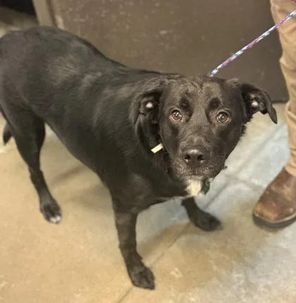 An adult medium-sized male Labrador Retriever dog named King for adoption in Bowling Green, KY