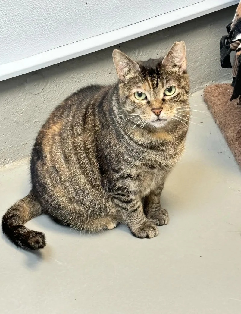 An adult large-sized female Domestic Short Hair cat named Mia for adoption in Terryville, CT