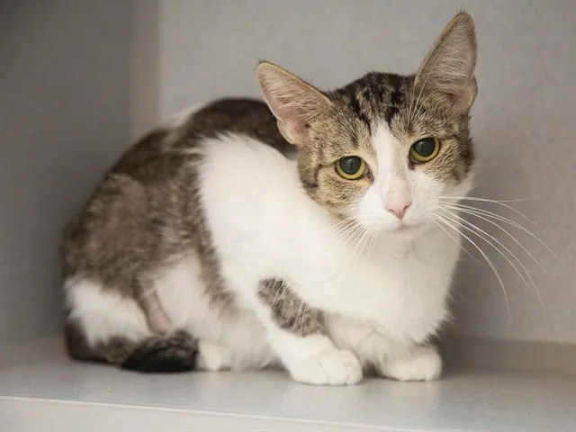 An adult medium-sized female Domestic Short Hair cat named Holly for adoption in Phoenix, AZ