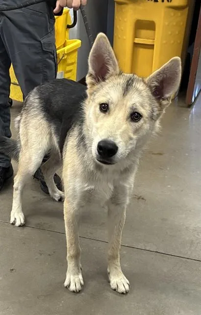 A young large-sized male German Shepherd Dog dog named Zig for adoption in Phoenix, AZ
