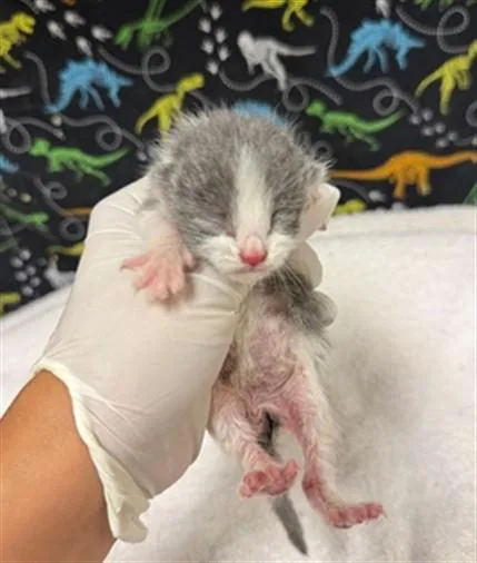 A baby small-sized male Domestic Short Hair cat named Micah for adoption in Riverside, CA