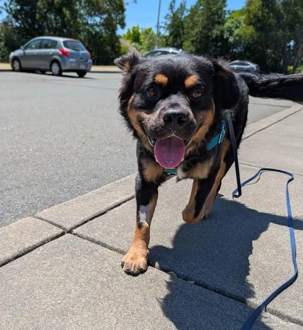 An adult medium-sized male Australian Shepherd dog named Sun Bear for adoption in Santa Rosa, CA