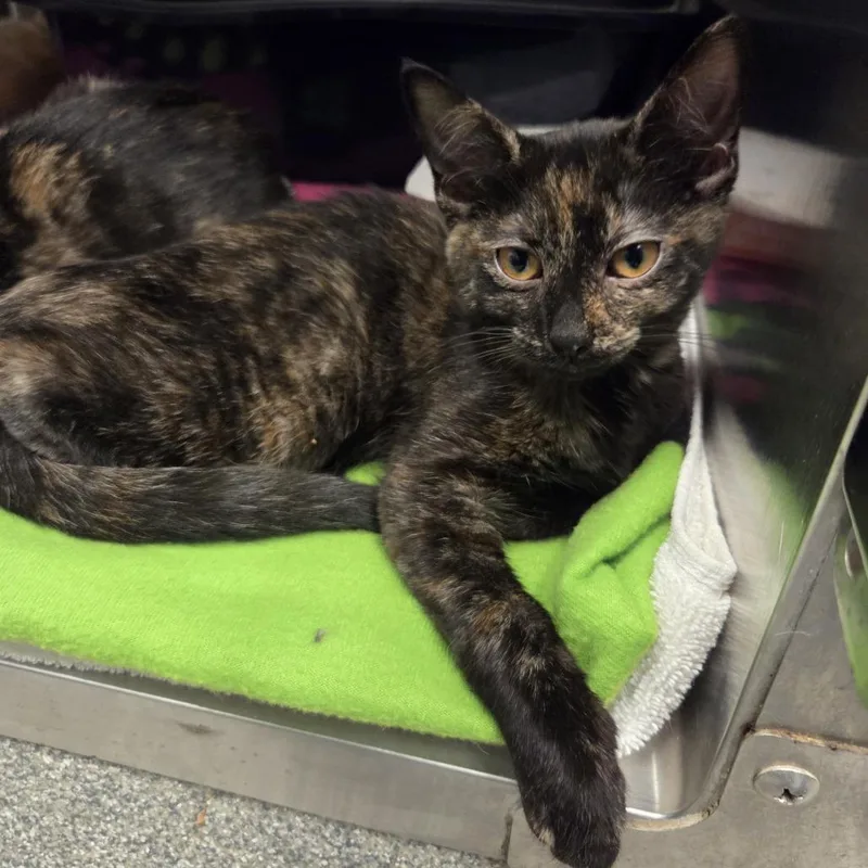 A baby small-sized female Tortoiseshell Domestic Short Hair cat named French Toast for adoption in Hinsdale, IL