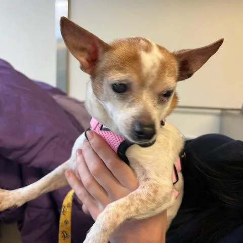 A senior small-sized female White / Cream Chihuahua dog named Honeycomb for adoption in Baltimore, MD