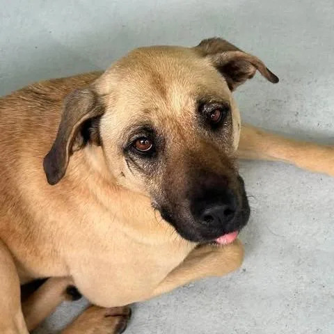 An adult medium-sized female Brown / Chocolate Mixed Breed dog named Baby Girl for adoption in Bastrop, TX