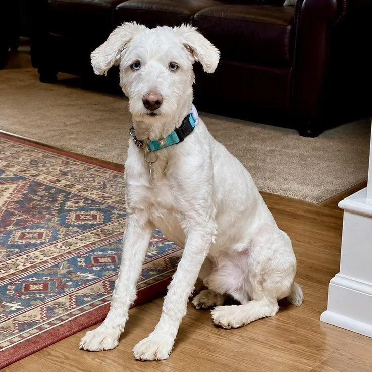 Murphy
