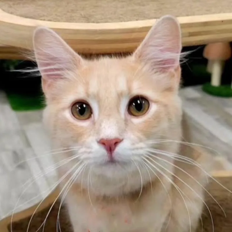 A young small-sized male Buff / Tan / Fawn Domestic Medium Hair cat named Sonny Nelson for adoption in Merrifield, VA