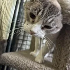 An adult medium-sized female Domestic Medium Hair cat named Delilah for adoption in St. George, UT