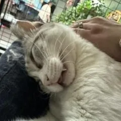Delilah thumbnail 2