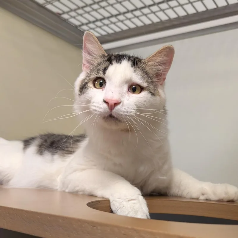 A young medium-sized male Brown / Chocolate Domestic Short Hair cat named Pistachio for adoption in Birdsboro, PA