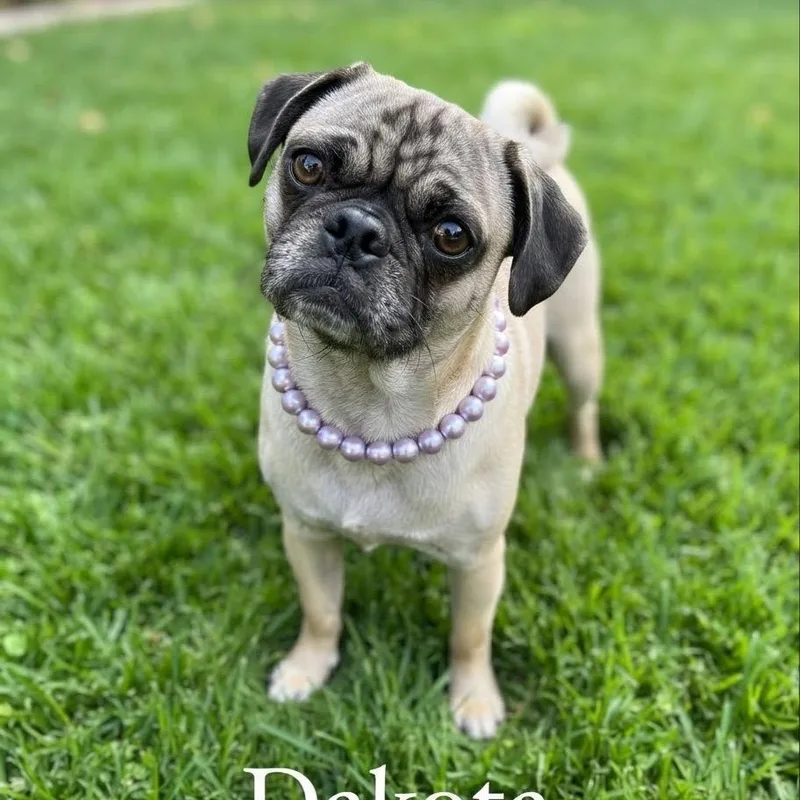 A young small-sized female Pug dog named Dakota for adoption in Las Vegas, NV