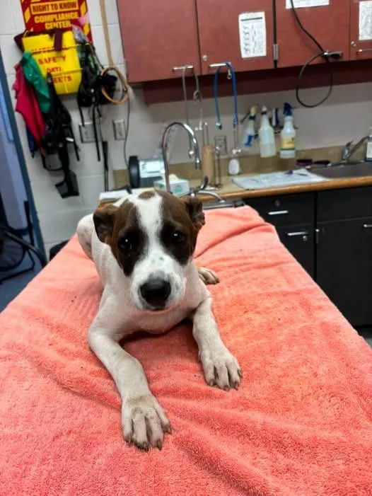 A baby medium-sized female Mixed Breed dog named Cassi for adoption in Warrenton, NC