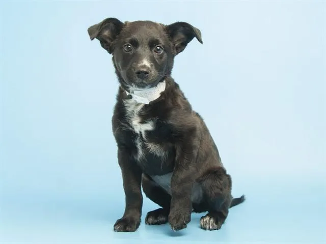 A baby small-sized female Australian Cattle Dog / Blue Heeler dog named Regina for adoption in Phoenix, AZ