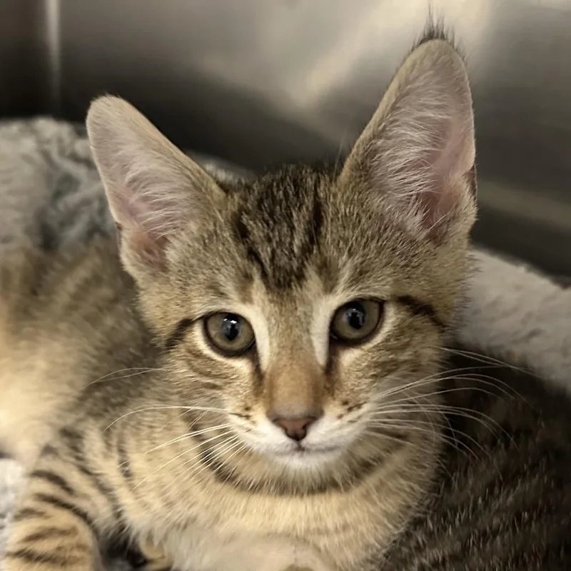 A baby small-sized male Brown / Chocolate Domestic Short Hair cat named El Jeje for adoption in Middletown, RI