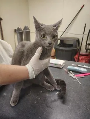 An adult small-sized female Domestic Short Hair cat named Ellie for adoption in Clarks Summit, PA
