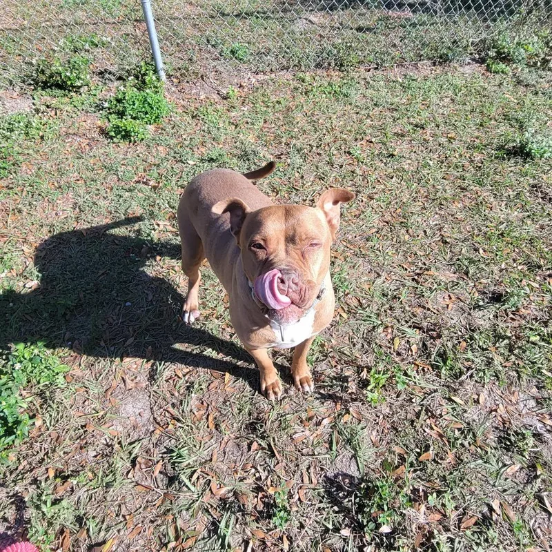An adult medium-sized female Brown / Chocolate Pit Bull Terrier dog named Rosie for adoption in Lake Panasoffkee, FL