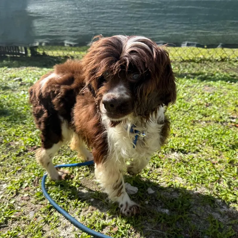 A senior small-sized female Red / Chestnut / Orange Mixed Breed dog named Tina for adoption in Naples, FL