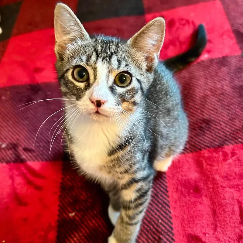 A baby small-sized female Brown / Chocolate Domestic Short Hair cat named Echokey for adoption in Middleburg, FL