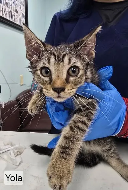 A baby medium-sized female Domestic Short Hair cat named Yola for adoption in West Chester, PA
