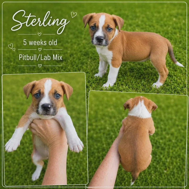 Sterling