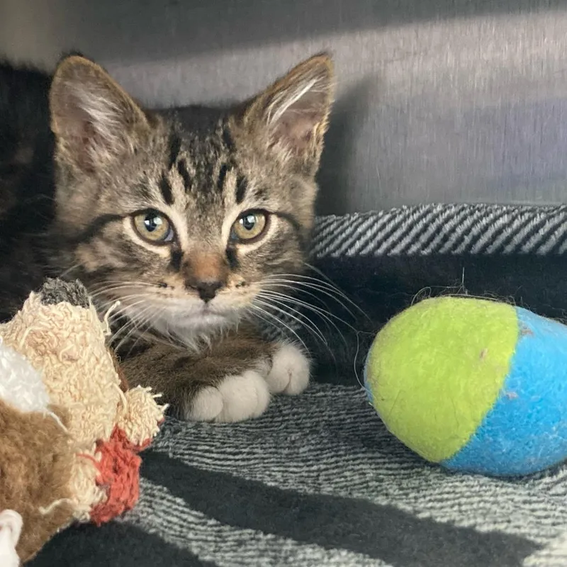A baby small-sized male Brown / Chocolate Domestic Short Hair cat named Rodimus Prime for adoption in Buffalo, WY