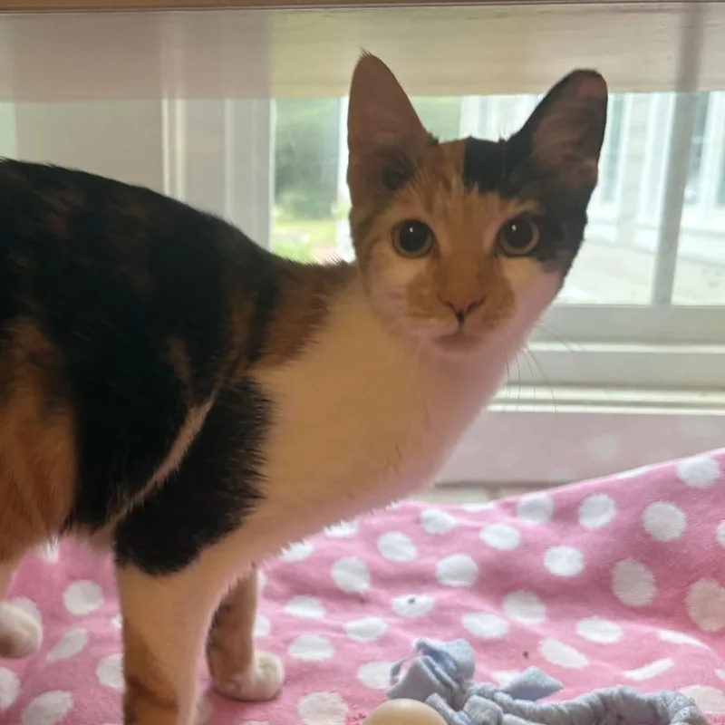 A young medium-sized female Orange / Red Domestic Short Hair cat named Bats for adoption in Gloucester, VA
