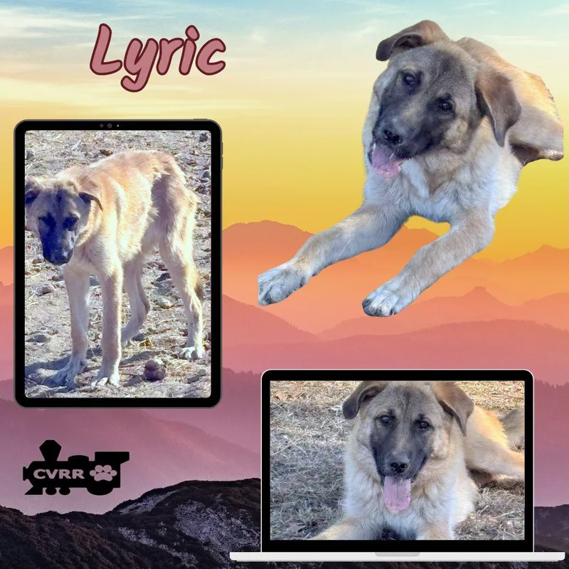 A young medium-sized female Collie dog named Lyric for adoption in LINDSAY, CA