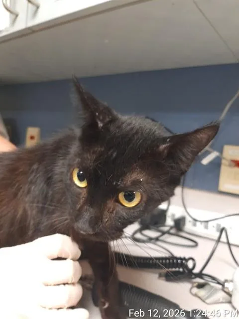 An adult small-sized female Domestic Short Hair cat named Banana for adoption in Jacksonville, FL