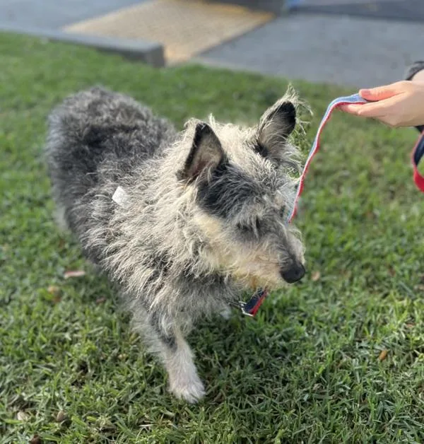 An adult medium-sized male Cairn Terrier dog named Milton for adoption in Oakland, CA