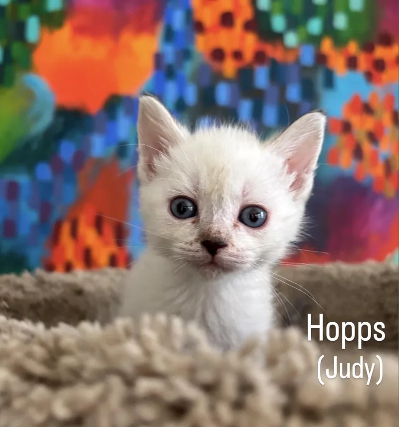 A baby medium-sized female Domestic Medium Hair cat named Hopps for adoption in Asbury Park, NJ