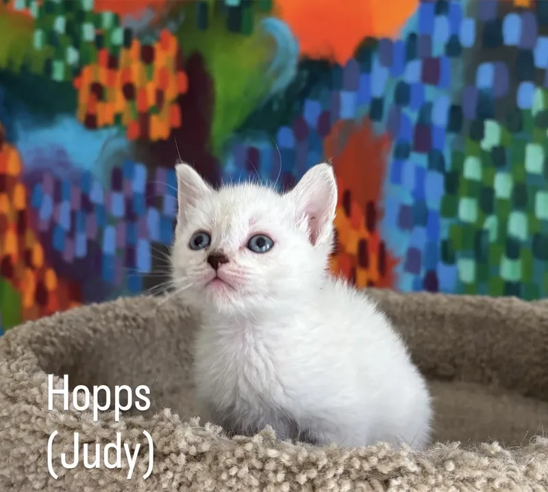 Hopps thumbnail 2