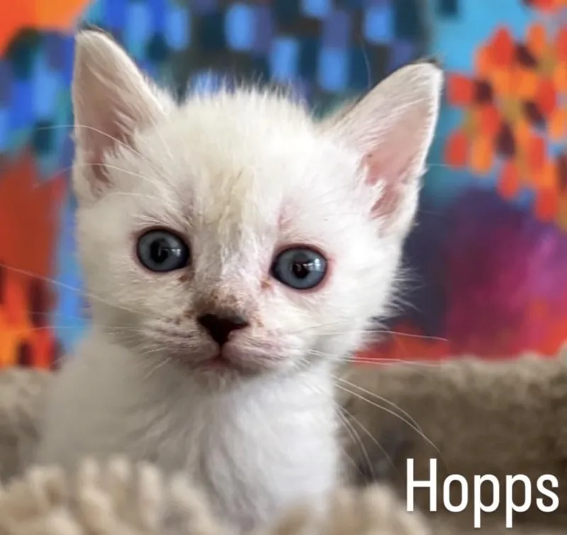 Hopps thumbnail 3