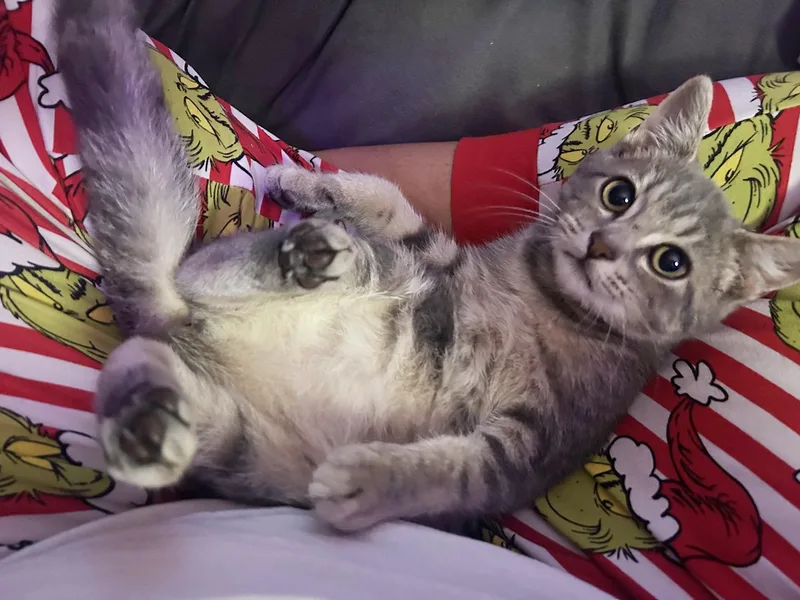 A baby medium-sized female Tabby (Buff / Tan / Fawn) Domestic Short Hair cat named Wasp Wyndale for adoption in Philadelphia, PA