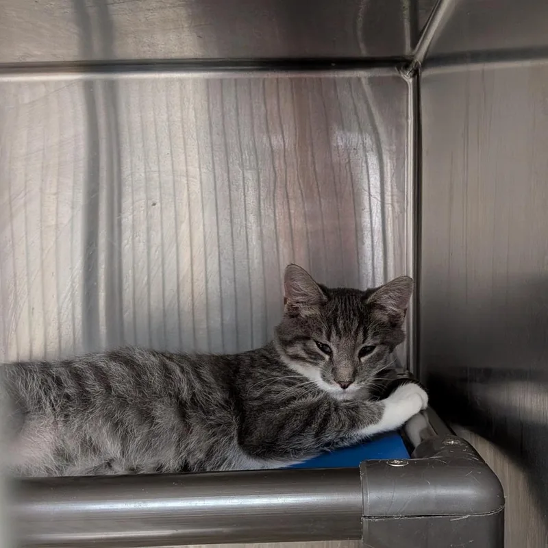A baby small-sized male Gray / Blue / Silver Domestic Short Hair cat named Smeagol for adoption in Falls Church, VA