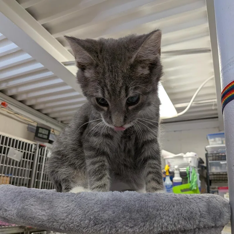 Smeagol thumbnail 3