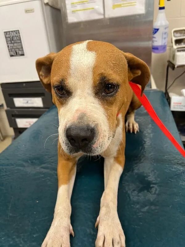 An adult medium-sized female Yellow / Tan / Blond / Fawn Mixed Breed dog named Layla for adoption in Mobile, AL
