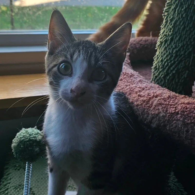 A baby small-sized male Black Domestic Short Hair cat named Preston for adoption in Rochester, MN