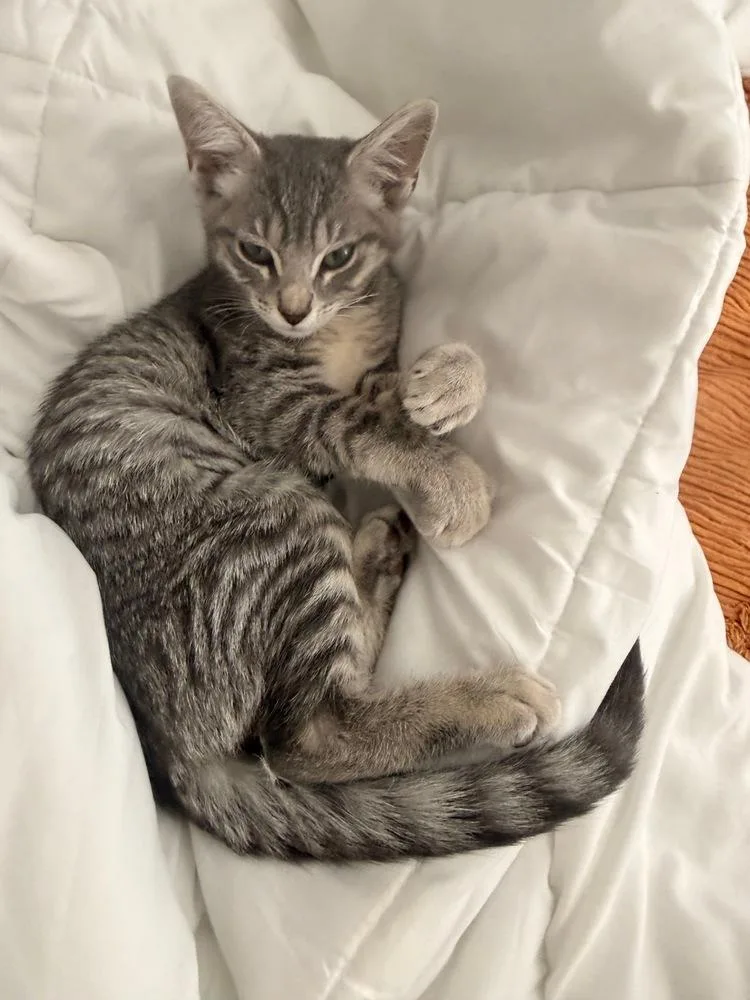 A baby small-sized male Gray / Blue / Silver Domestic Short Hair cat named Tony for adoption in Colorado Springs, CO