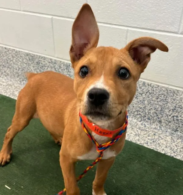 A baby small-sized female Labrador Retriever dog named Hazel for adoption in Golden, CO