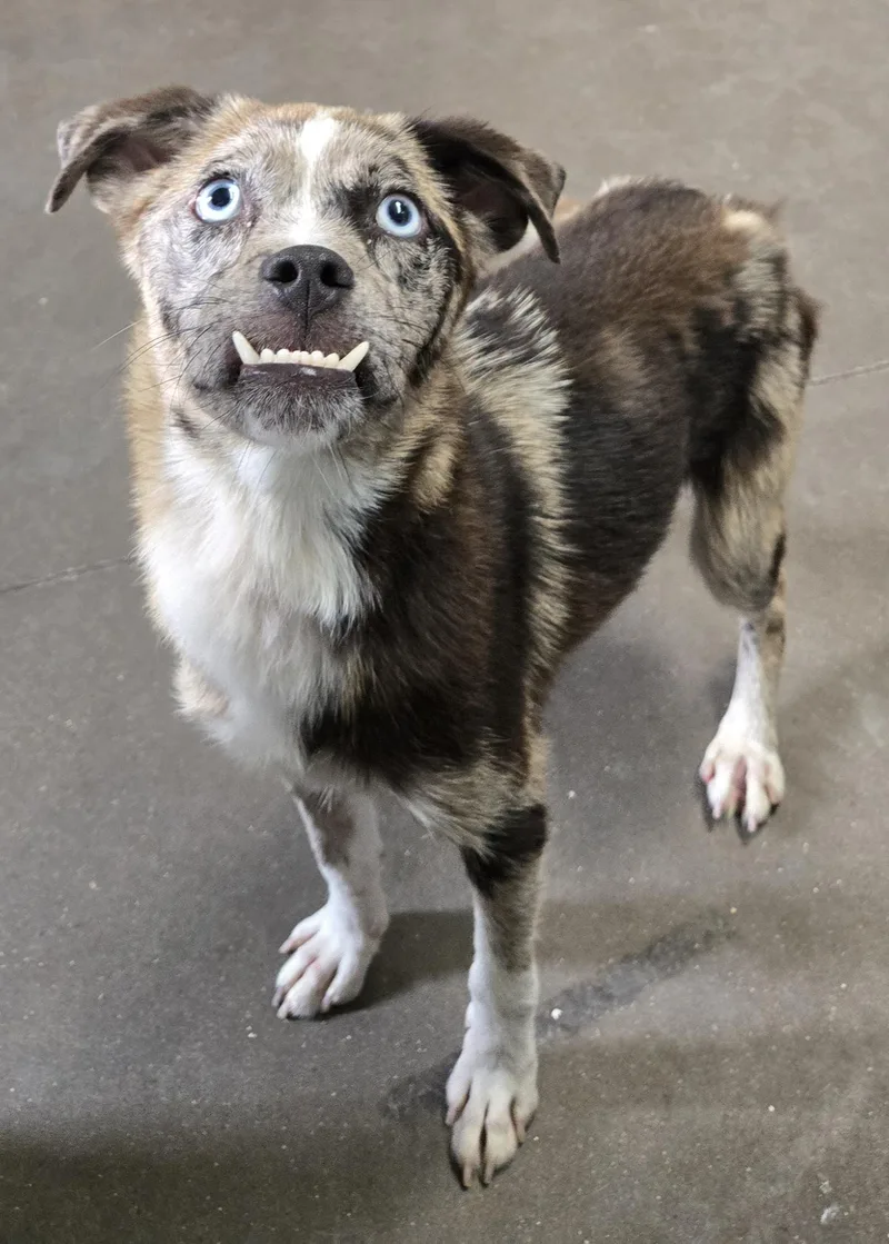 A young medium-sized female Merle (Blue) Mixed Breed dog named Mary Jo for adoption in Graham, TX