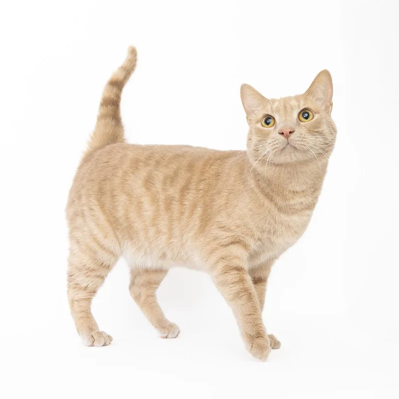 Gus
