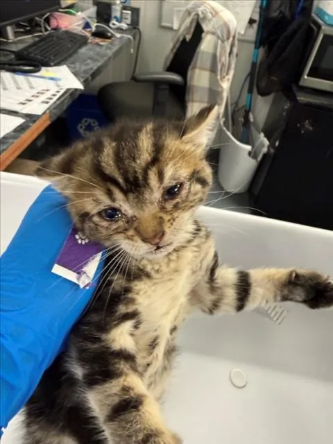 A baby small-sized female Brown / Chocolate Domestic Short Hair cat named Eleanor for adoption in Woodland, CA