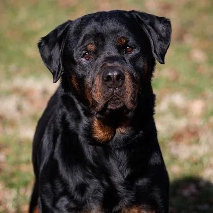 An adult large-sized male Black Rottweiler dog named Beau for adoption in Springboro, OH