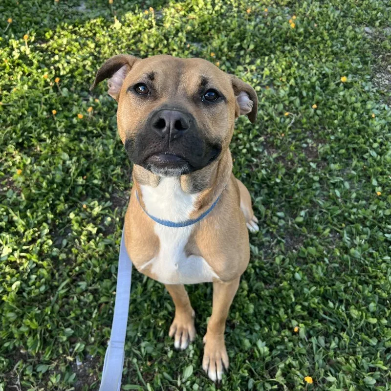 An adult large-sized female Brown / Chocolate Mixed Breed dog named Sweet Toof for adoption in Jacksonville, FL