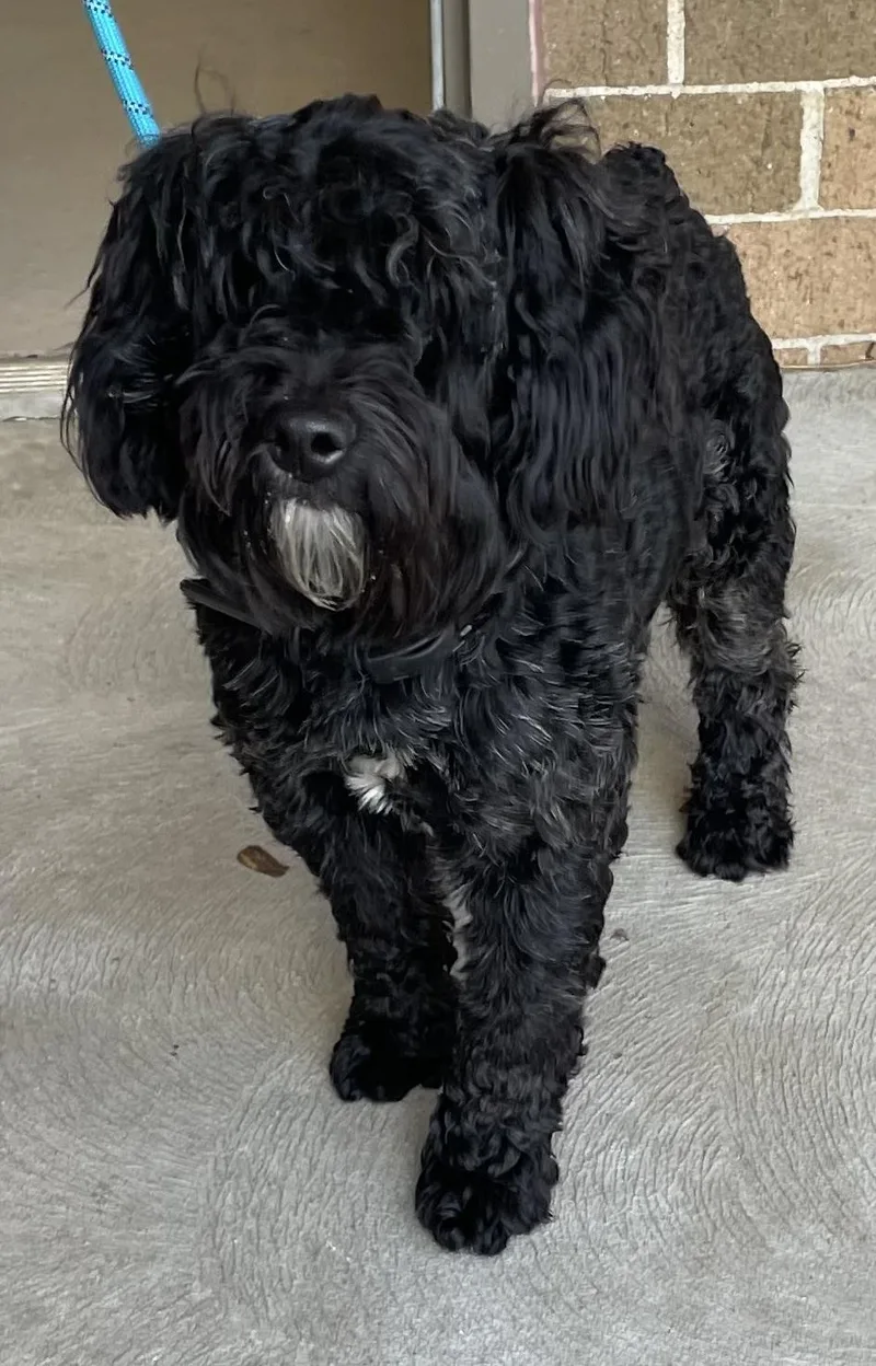 A young small-sized male Bicolor Poodle dog named Pip Hold for adoption in Canton, OH